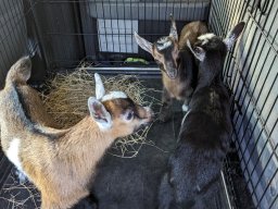 kids to the vet2
